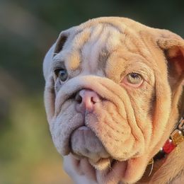 Ms London - Lilac tri-color female Bulldog puppy in Rockledge, Florida from BV Bulldogs