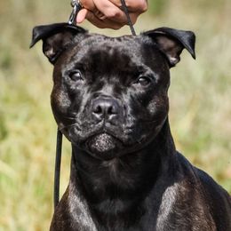 Staffordshire Bull Terriers from Freystaff Staffordshire Bull Terriers