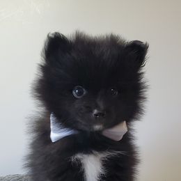 Coocoo - Black parti male Pomeranian puppy in Linwood, North Carolina from MJ's Pomeranians