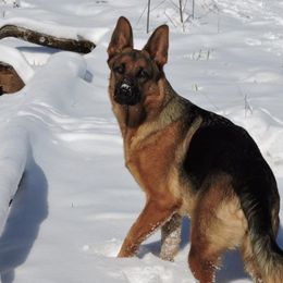 German Shepherds from Ragnarok Shepherds