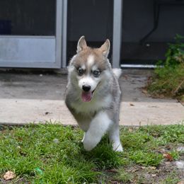 Siberian Husky Puppies from SoFlo Siberians