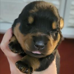 Girl 5 - Black and mahogany female Rottweiler puppy in Blanchard, Oklahoma from Mystique Kennel
