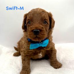 Swift-blue collar - Red  male Goldendoodle puppy in Lewisville, Texas from Zink Doodles