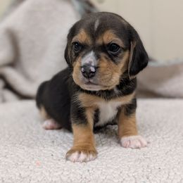 Male 1 - Black tan and white male Beagle puppy in Baltimore, Maryland from Country Acres Farm