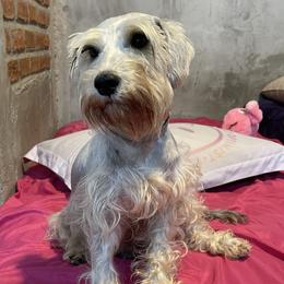 Jefa - Miniature Schnauzer