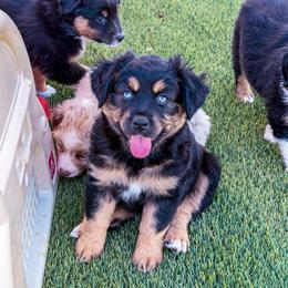 Sable - Black tri female Miniature Australian Shepherd puppy in Apache Junction, Arizona from Circle T Mini Aussies