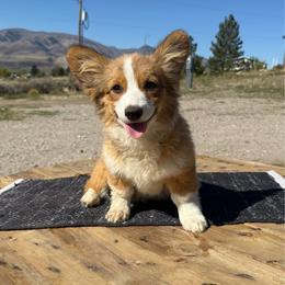 Pecos - Red male Pembroke Welsh Corgi puppy in Mc Cammon, Idaho from Sunny J Corgis and Mini Americans