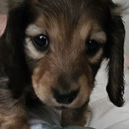 Dachshunds from Joe's Dachshunds