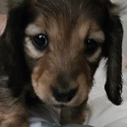 Dachshunds from Joe's Dachshunds