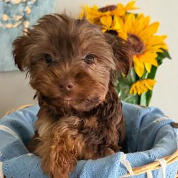 Chewy - Chocolate and tan male Yorkshire Terrier puppy in Orlando, Florida from Everyonelovesyorkies