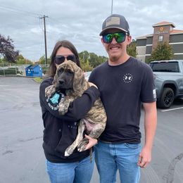 Great Dane Puppies from Phoenix Family Danes