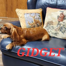 GIDGET - Cavalier King Charles Spaniel