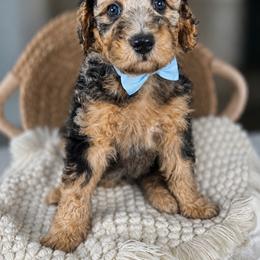 Navy - Merle male Goldendoodle puppy in Escalon, California from Miley&Co.