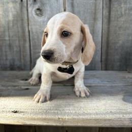GUNNER - Cream male Dachshund puppy in South Willard, Utah from Doxies in the Sun