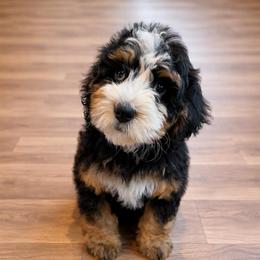 Scarlett - Tri-color female Bernedoodle puppy in Sandy, Oregon from MC Doodles