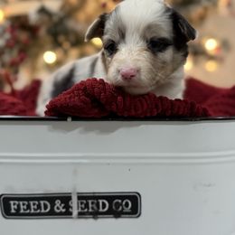 Autumn-Full Fluffy - Blue merle and white female American Corgi puppy in Paradise, Texas from Bar S Corgis