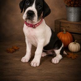 Puppy 8 - Mantle female Great Dane puppy in Ocala, Florida from Oak Haven Great Danes