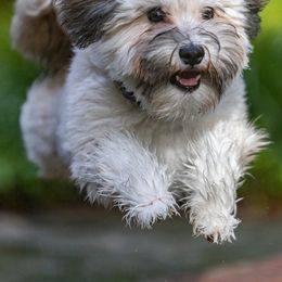 Havanese from Colhaven Havanese