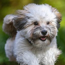 Havanese from Colhaven Havanese