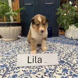 Lila - Sable and white female Collie puppy in Sedalia, Missouri from Brown Acres Collies