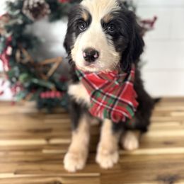 Spooky - male Australian Mountain Doodle puppy in Taylors, South Carolina from Aspen Mountain Doodles LLC