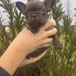 Maple - Fawn female French Bulldog puppy in Anderson, California from Wooftown Kennels