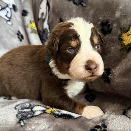 Sam - Red tri-color male Australian Shepherd puppy in Atkinson, Illinois from Diamond Ridge Aussies
