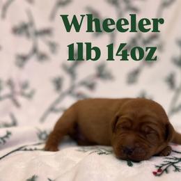 Wheeler - Yellow male Labrador Retriever puppy in Puyallup, Washington from 12 Door Farm Labradors