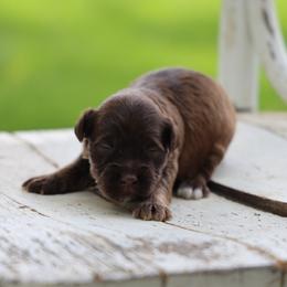 Barak - Red male Whoodle puppy in West Bend, Iowa from Blue Skies Terriers