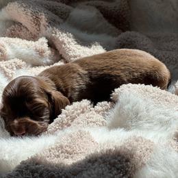 Little girl - Chocolate female Dachshund puppy in Casper, Wyoming from Daisy's Doxies & Doodles