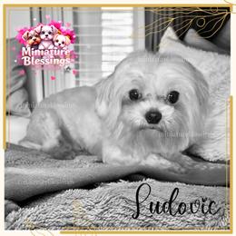 Ludovic - White male Maltese puppy in Asheville, North Carolina from Miniature Blessings