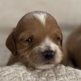 Girl 1 - female Cockapoo puppy in Waco, Texas from Cedar Ranch