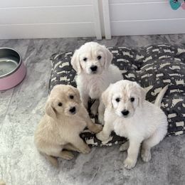 Goldendoodle, Golden Retriever, Poodle, and Shih Tzu Puppies from Platinum Paws Puppies