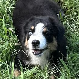 Dually - Black tri male Toy Australian Shepherd puppy in Blacksburg, South Carolina from Blue’s Family Aussies