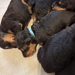 Denver - Black and tan male Airedale Terrier puppy in Huntersville, North Carolina from Cool Hand Luke Kennels
