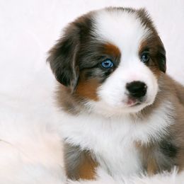 CLOVE - Blue merle male Miniature American Shepherd puppy in Pasco, Washington from ROCK CREEK