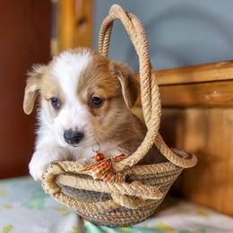 Festus - Red male Pembroke Welsh Corgi puppy in Fortine, Montana from North Star Pembroke Welsh Corgi's