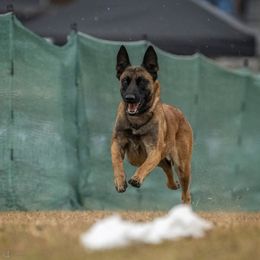 Valentine - Belgian Malinois