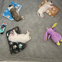 Bull Terrier Puppies from Empire Bull Terriers