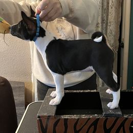 Basenji Puppies from TAKARI’S Basenjis