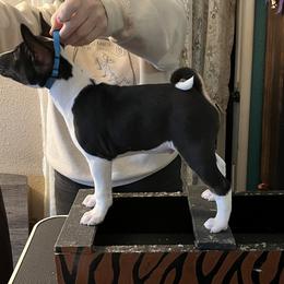 Basenji Puppies from TAKARI’S Basenjis
