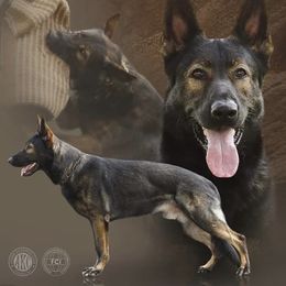 DANTE - German Shepherd