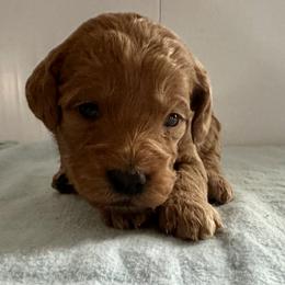 Daphne - Red  female Goldendoodle puppy in Lowville, New York from Adirondack Labradoodles
