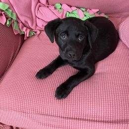 Labrador Retriever Puppies from No Boundaries Kennels
