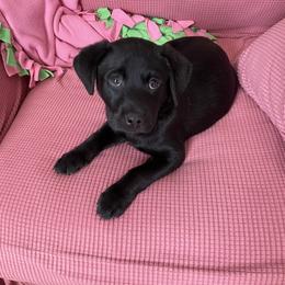 Labrador Retriever Puppies from No Boundaries Kennels