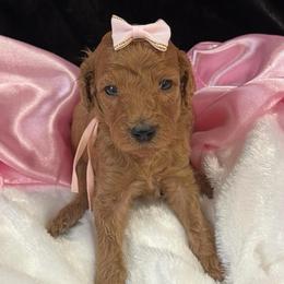 Lt. Pink girl - Red  female Poodle puppy in Bowling Green, Kentucky from Ritzy Red Poodles