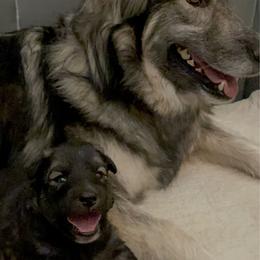 Boy 1 - male Native American Indian Dog puppy in Granby, Colorado from Turtle Island NAIDs