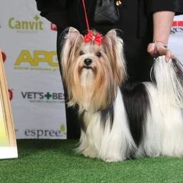 Molly - Biewer Terrier