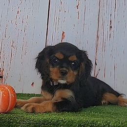 Pretty in Pink - Black and tan female Cavalier King Charles Spaniel puppy in Mobile, Alabama from Marcheta Cavaliers