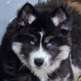 Gipsy - Black and white female Siberian Husky puppy in East Tawas, Michigan from BurnsBerg's Woolies
